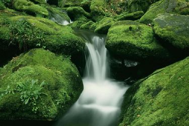 CUIDEMOS EL MEDIOAMBIENTE